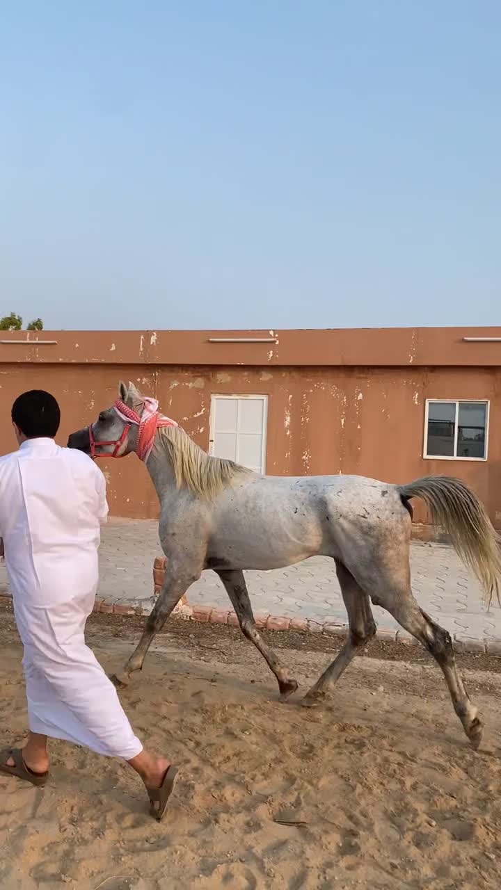 فحل عربي جمال للبدل او للبيع - 2