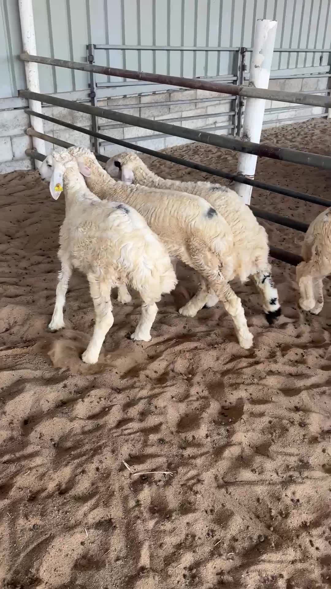 خرفان  - 1