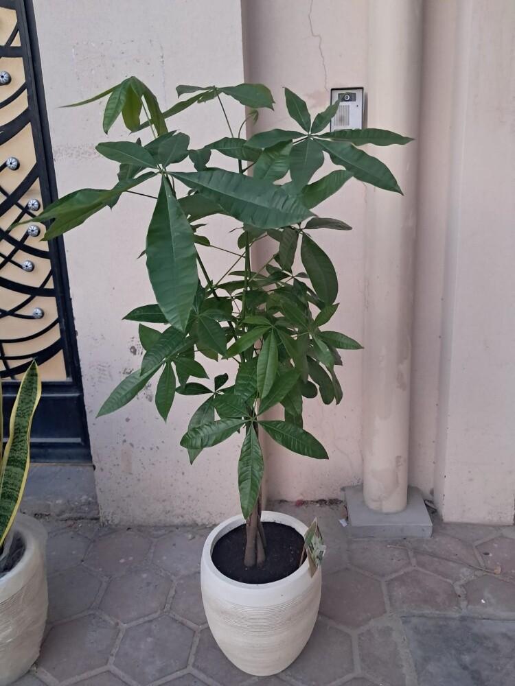احواض بلاستيك وفايبر بورسلان - 24