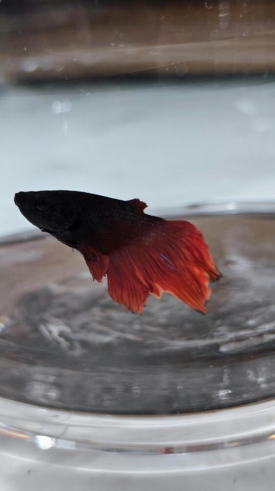 fish with tank - 2