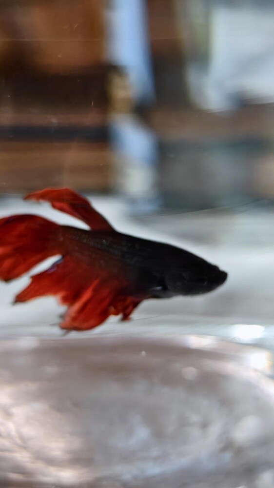 fish with tank - 4