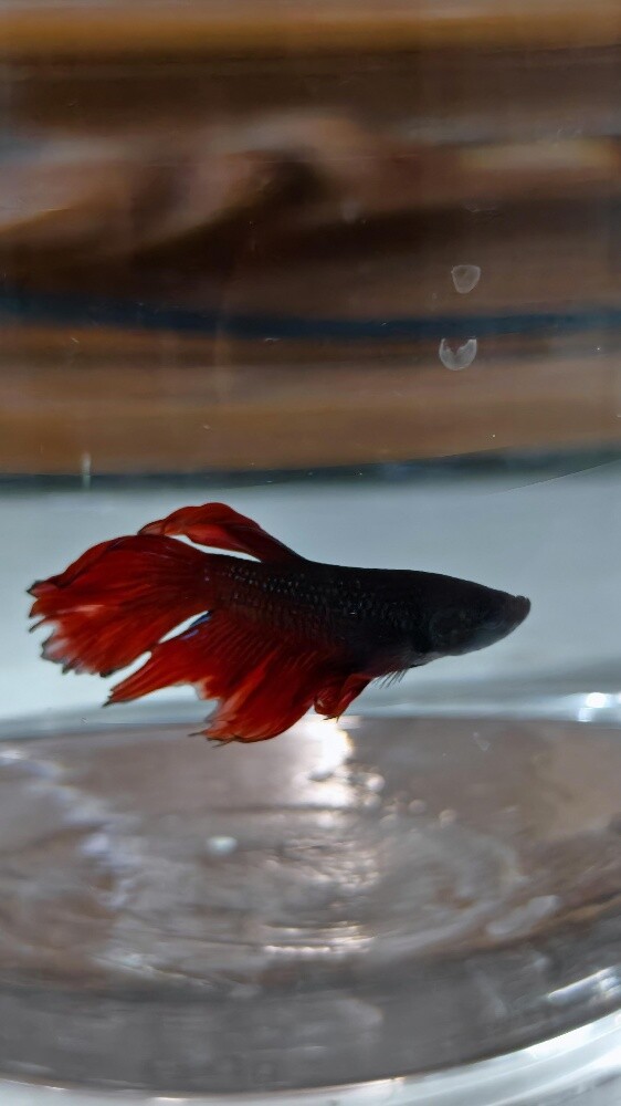 fish with tank - 5