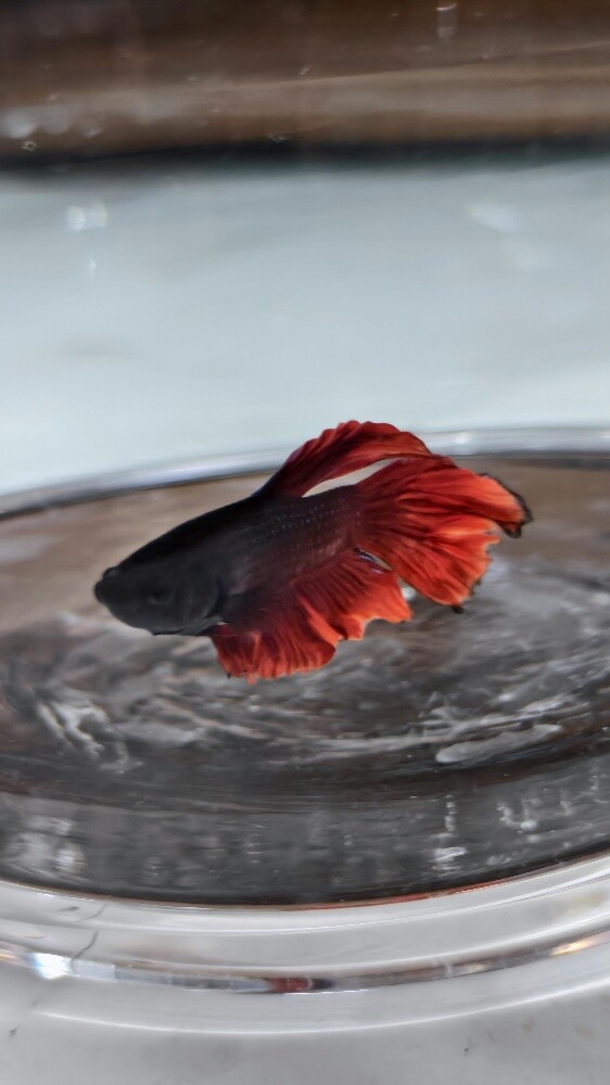 fish with tank - 3