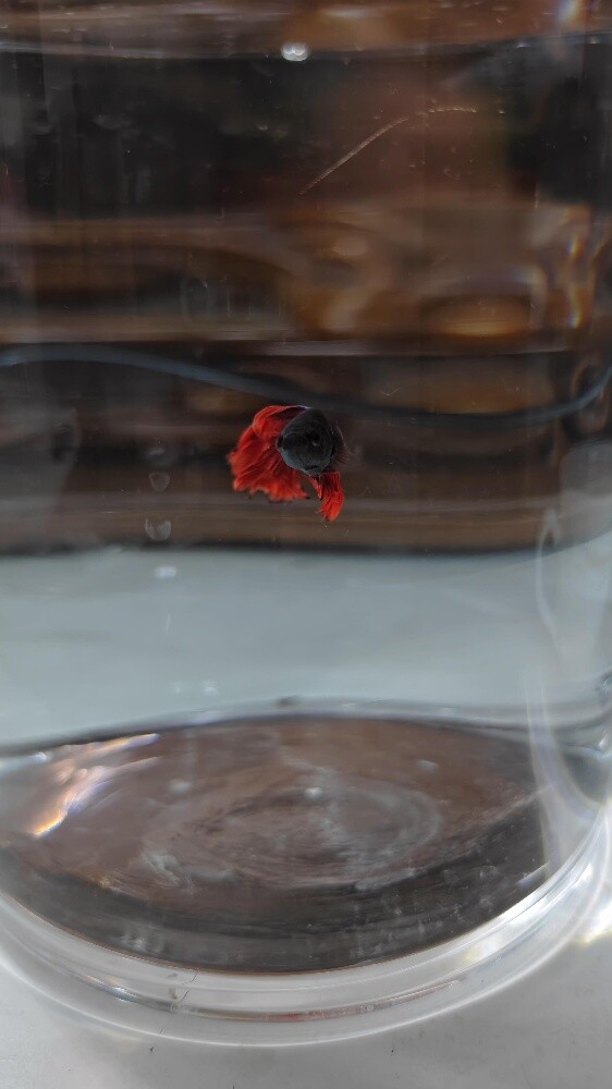 fish with tank - 6