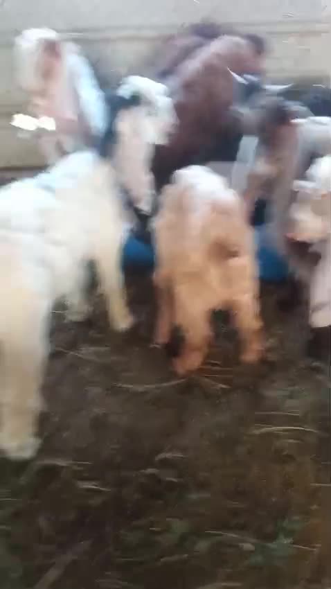 تيوس طيببه - 1