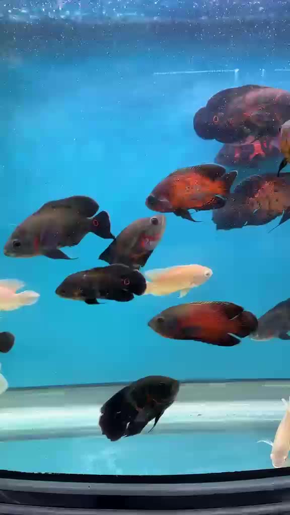 Oscar fish - 1