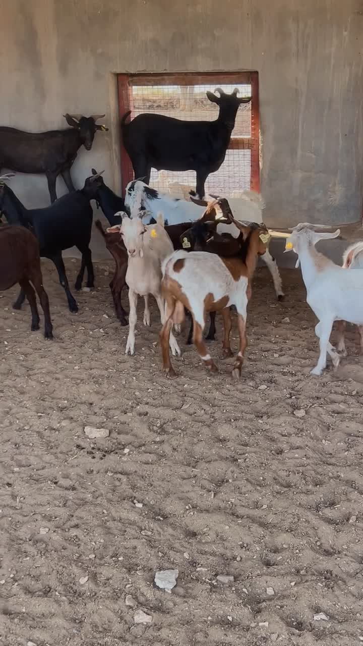 مزرعه - 1