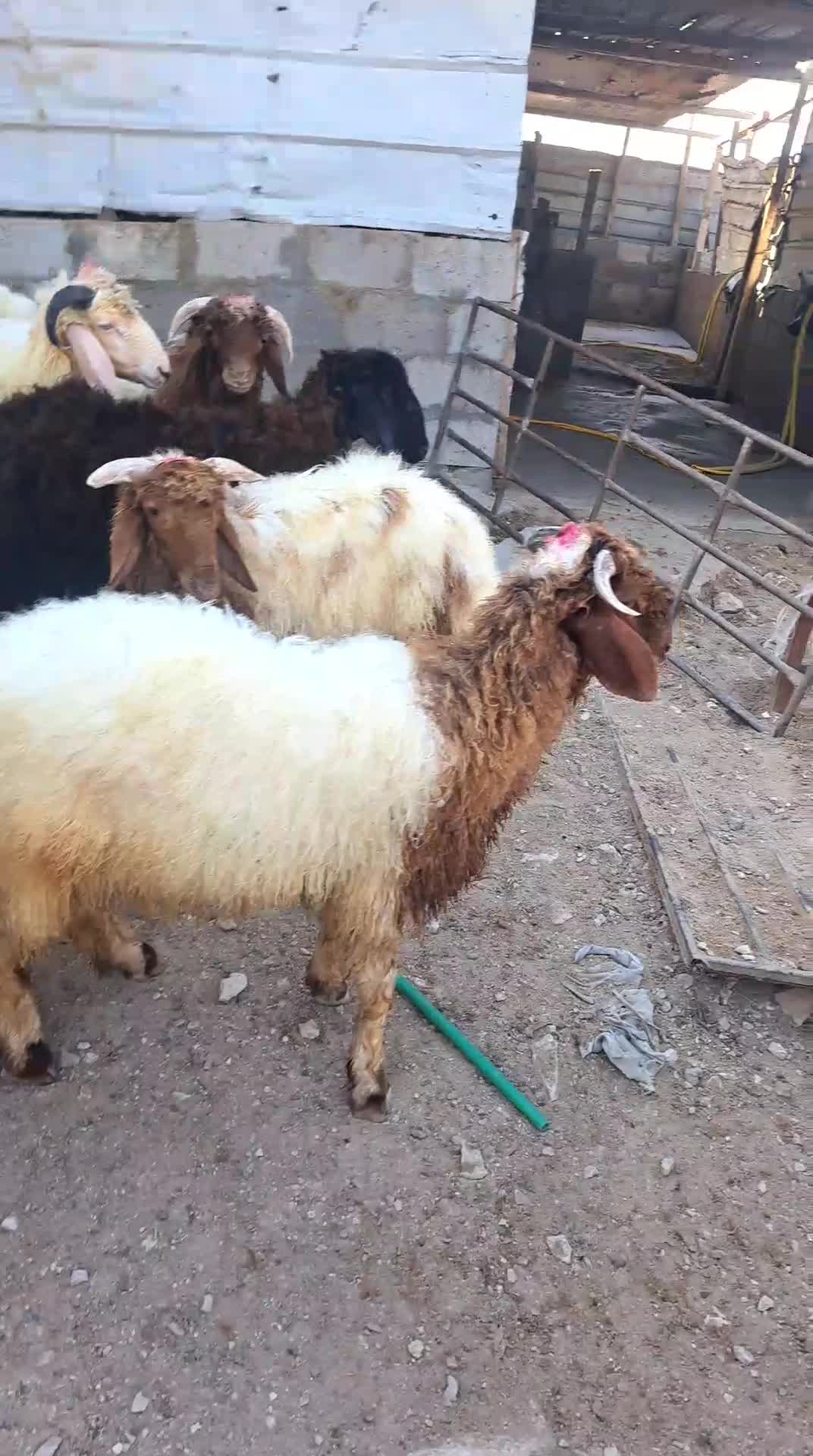 ذبيح بلدي فل شحم مقفله - 1