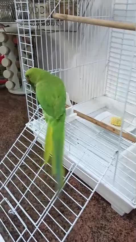 ببغاء - 1