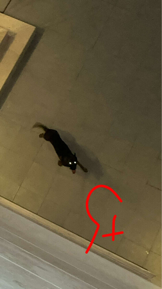 مالينو بيور - 2