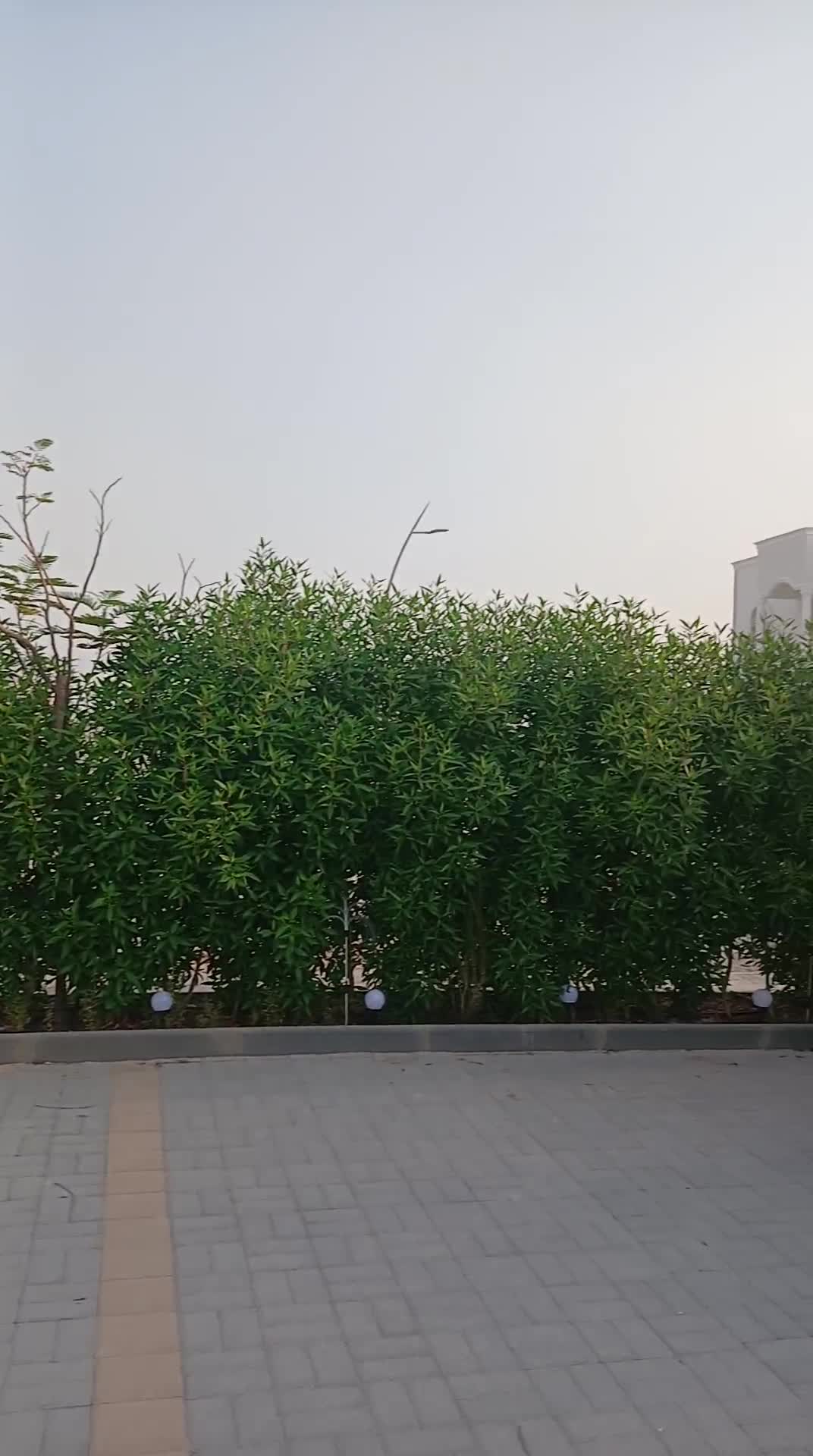 Garden new landscape - 30