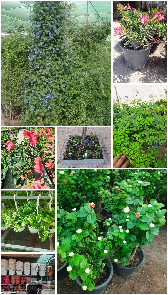 Garden new landscape - 21