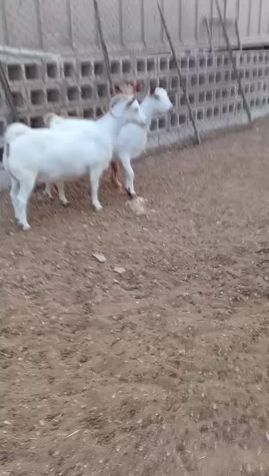 للبيع - 1