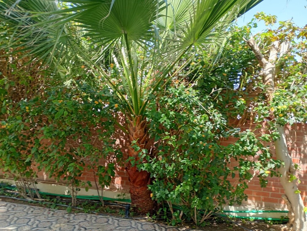 Al Balushi - 5