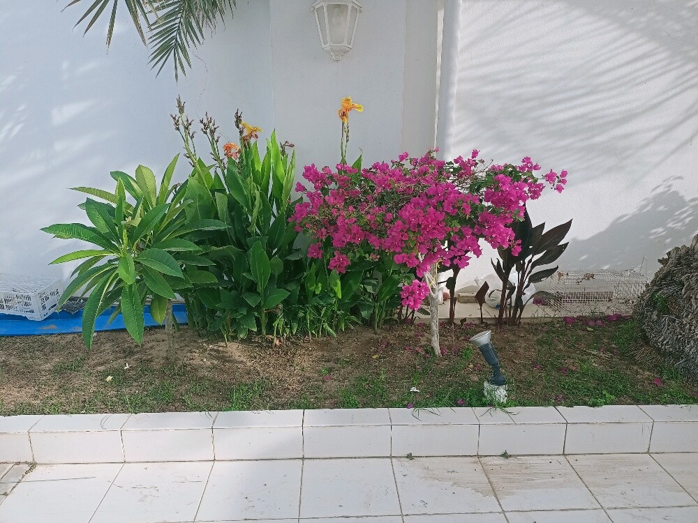 Al Balushi - 3