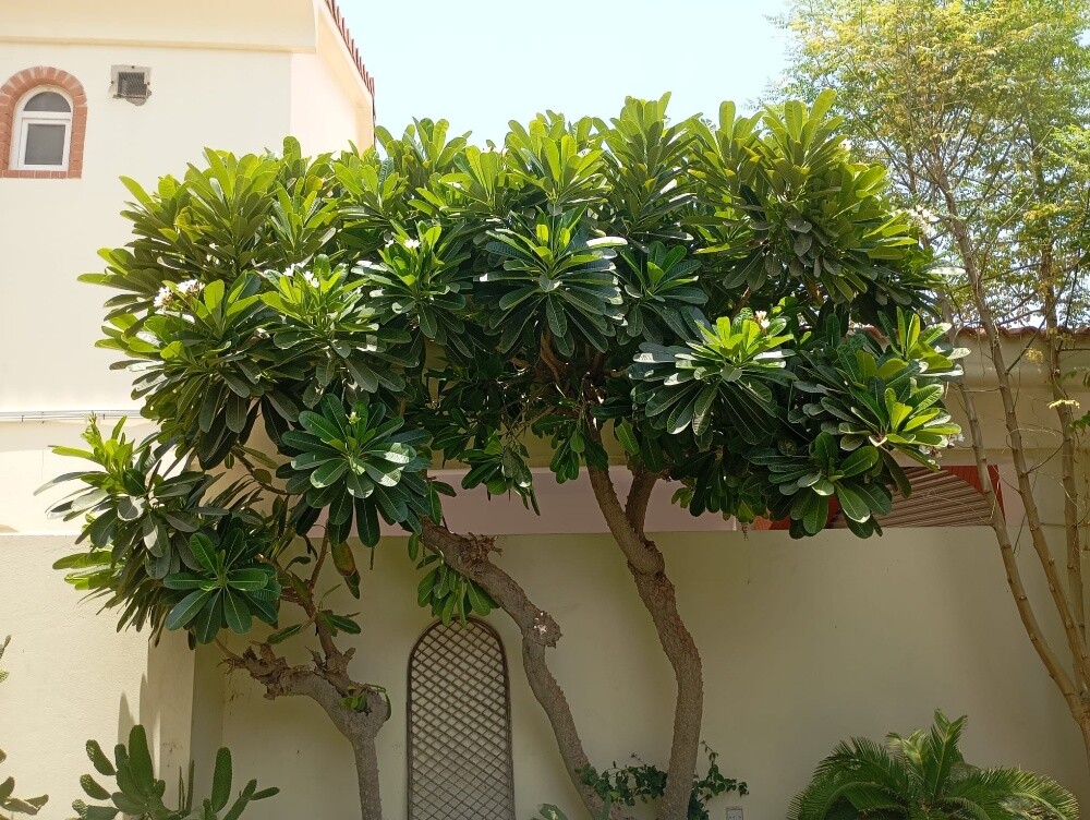 Al Balushi - 2