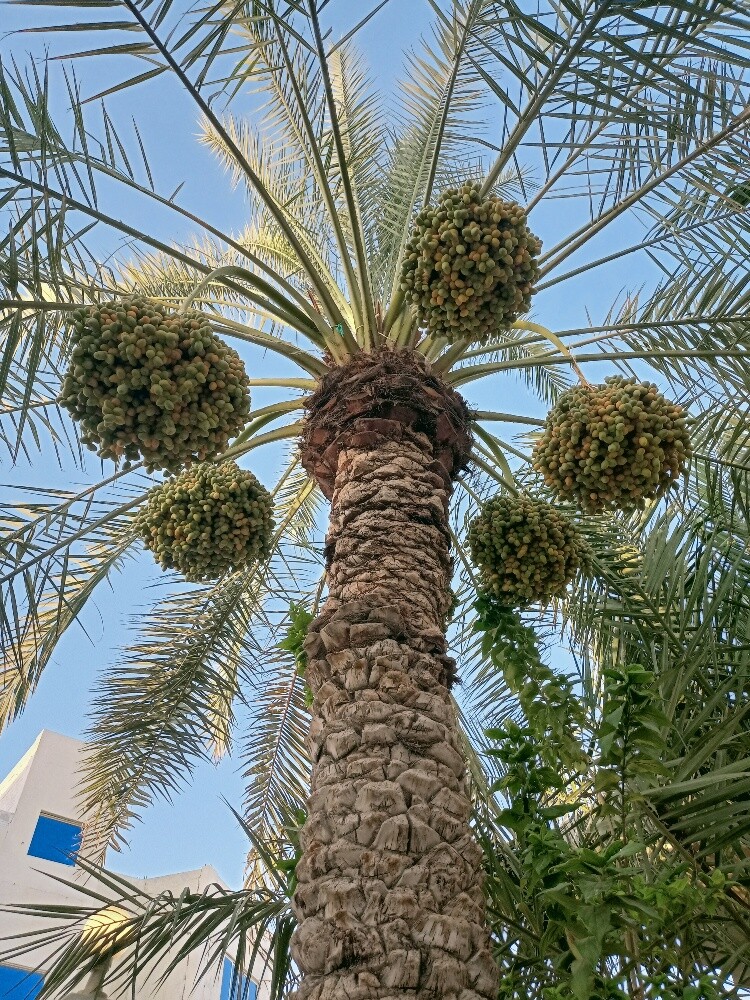 Al Balushi - 7