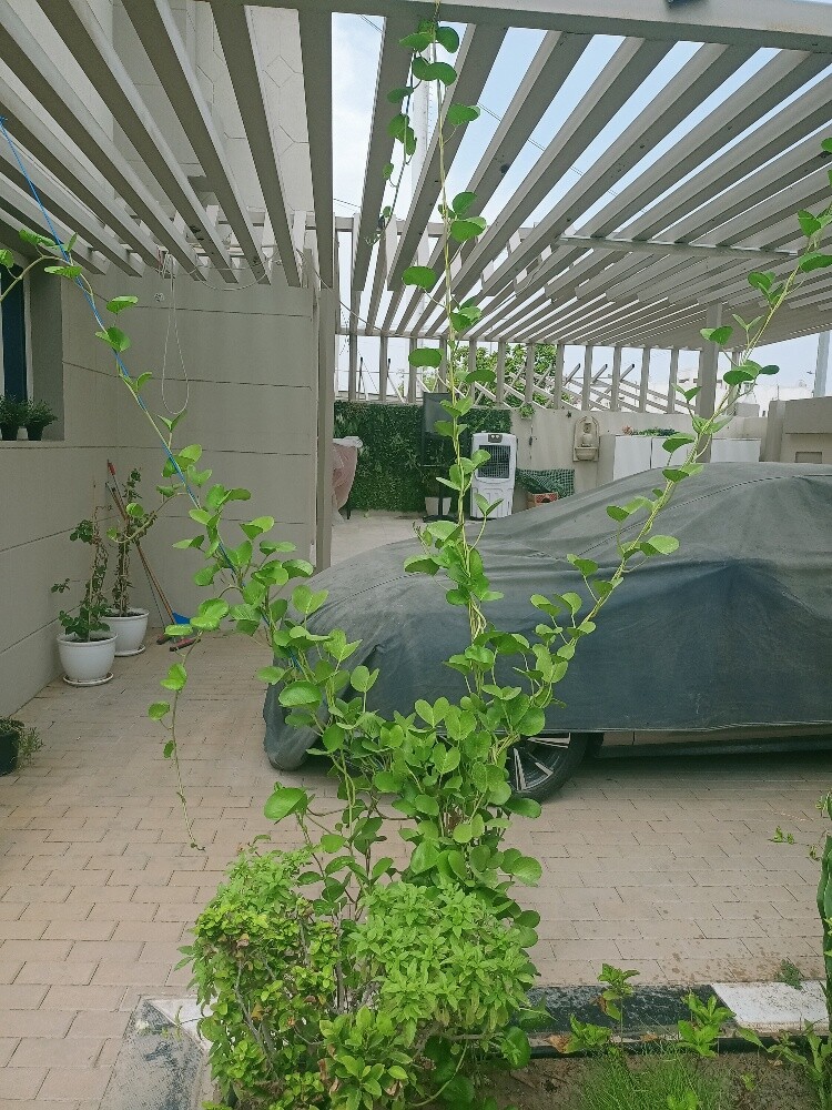 Al Balushi - 3