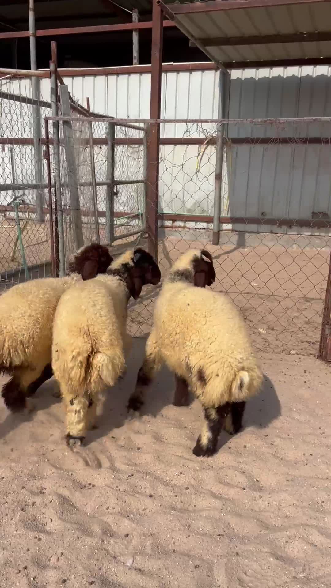 هرافى سمان فل - 1