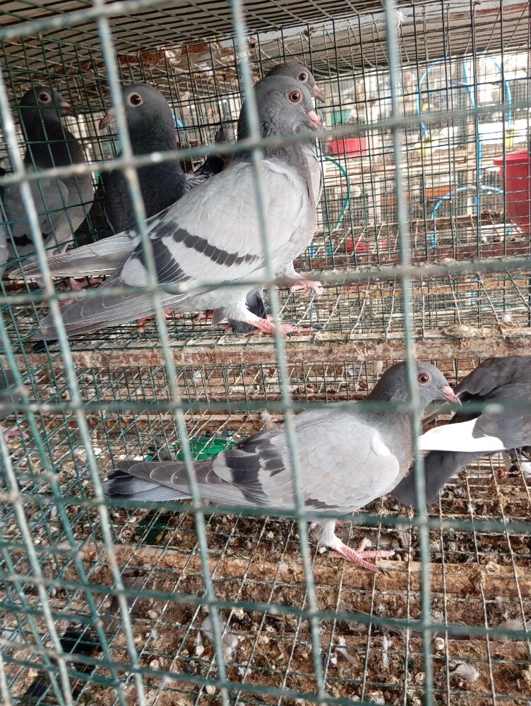 حمام زاجل - 1