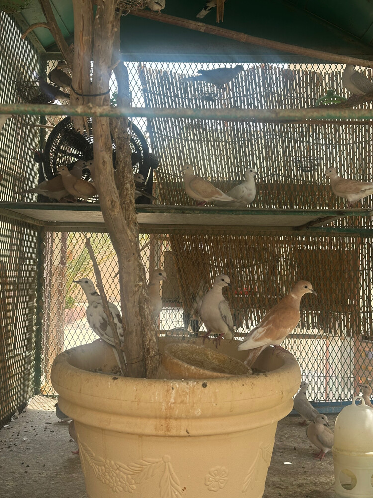 ياكريم ودف منتجين - 3