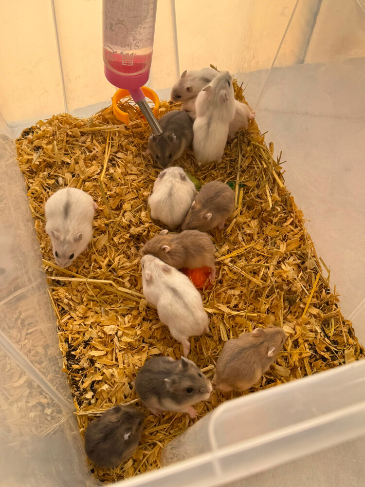  Russia dwarf hamster - 1