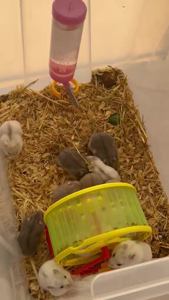  Russia dwarf hamster - 2