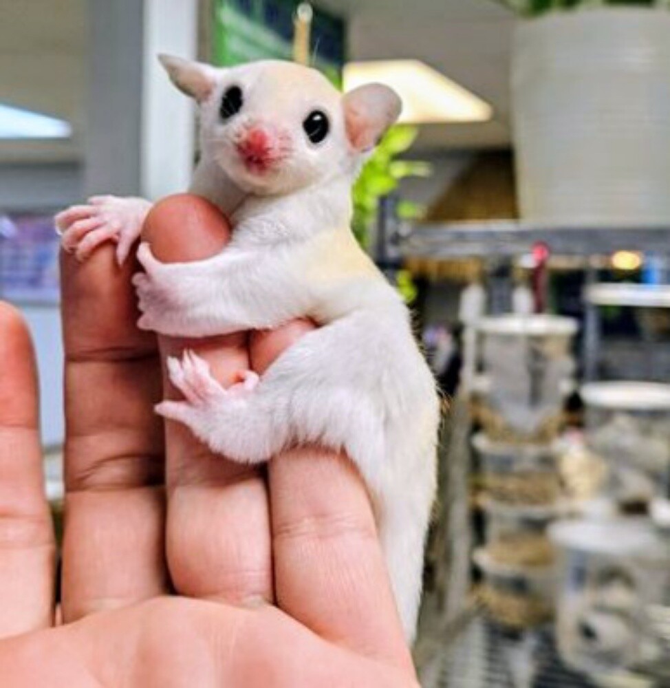Sugar Glider - 1