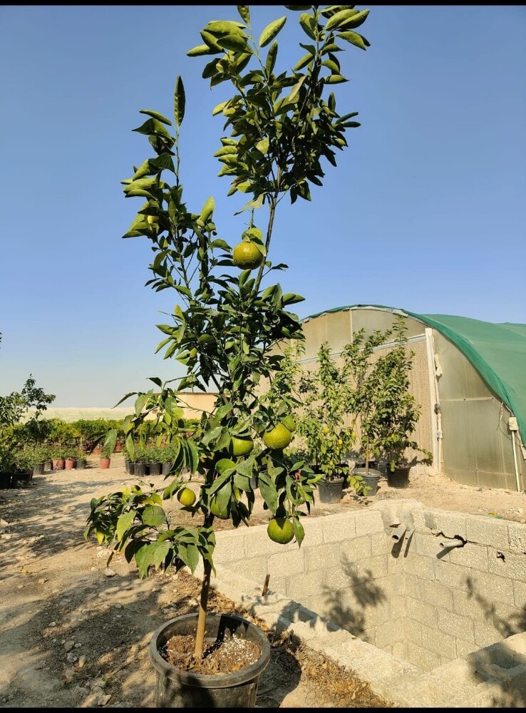 جميع الاشجار المثمرة - 1