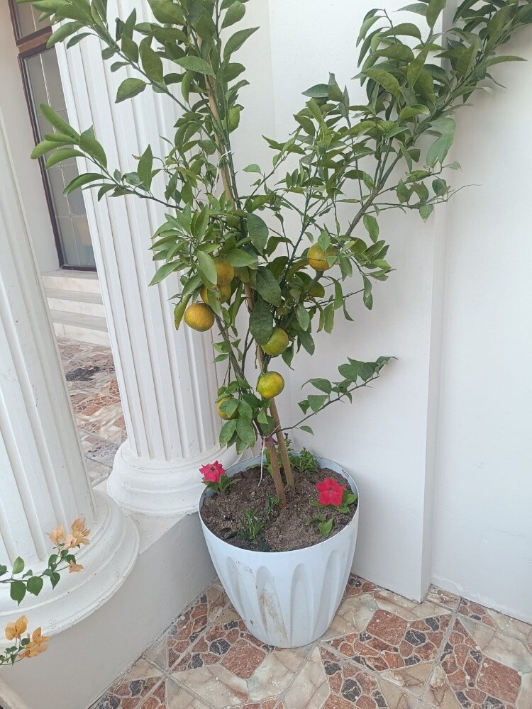 جميع الاشجار المثمرة - 2