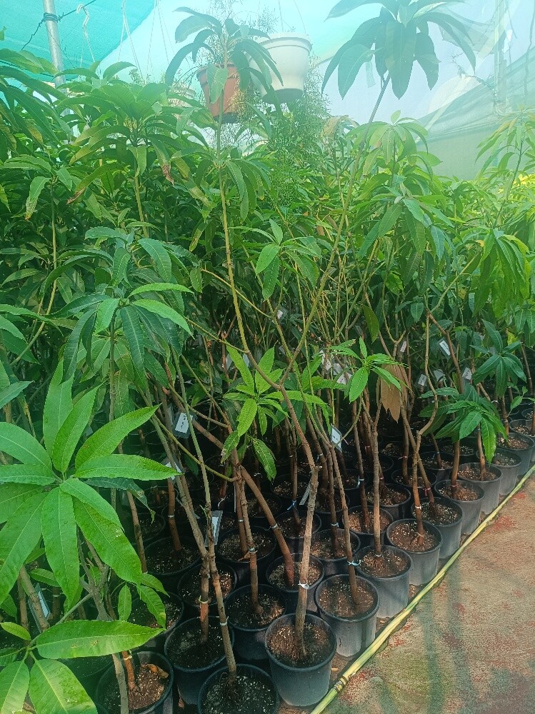 جميع الاشجار المثمرة - 3