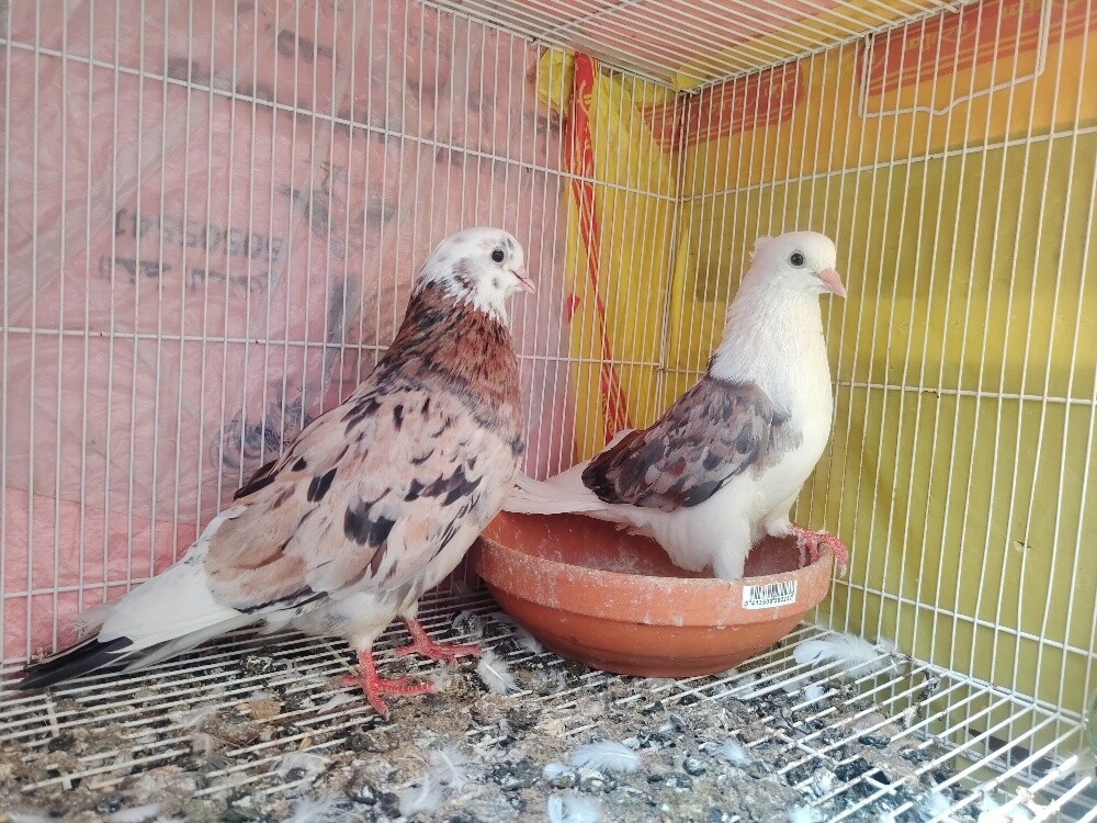 irani pigeons only pair120 - 4