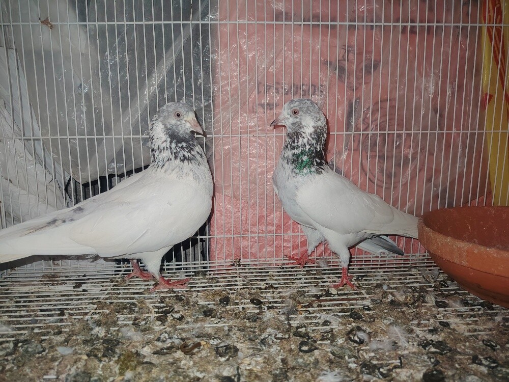 irani pigeons only pair120 - 5