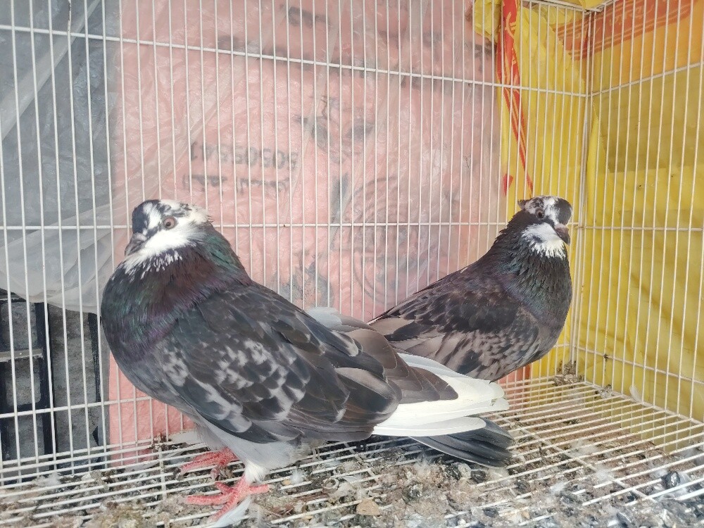 irani pigeons only pair120 - 2