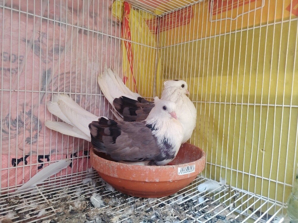 irani pigeons only pair120 - 3