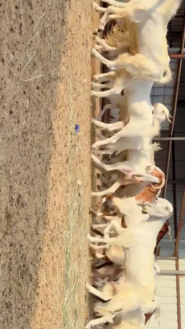 للبيع معزه مشاريك طيبه دفيع - 3