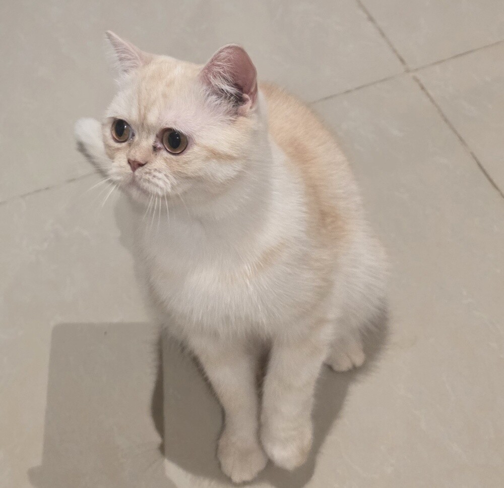 بريتش شورت هير - 1