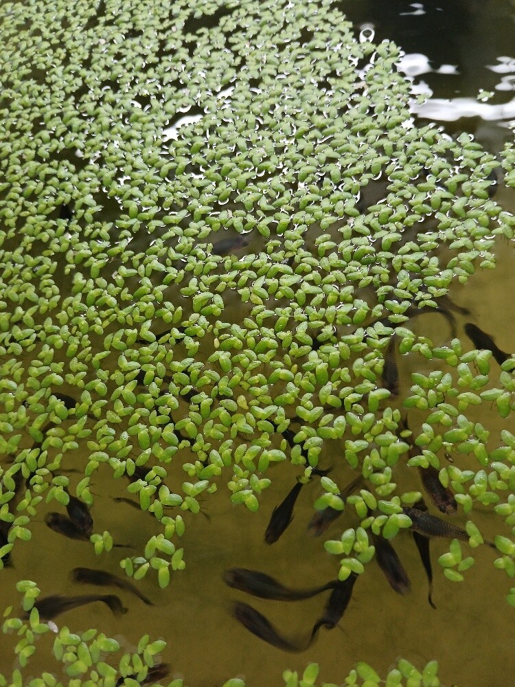 fish guppy black - 1