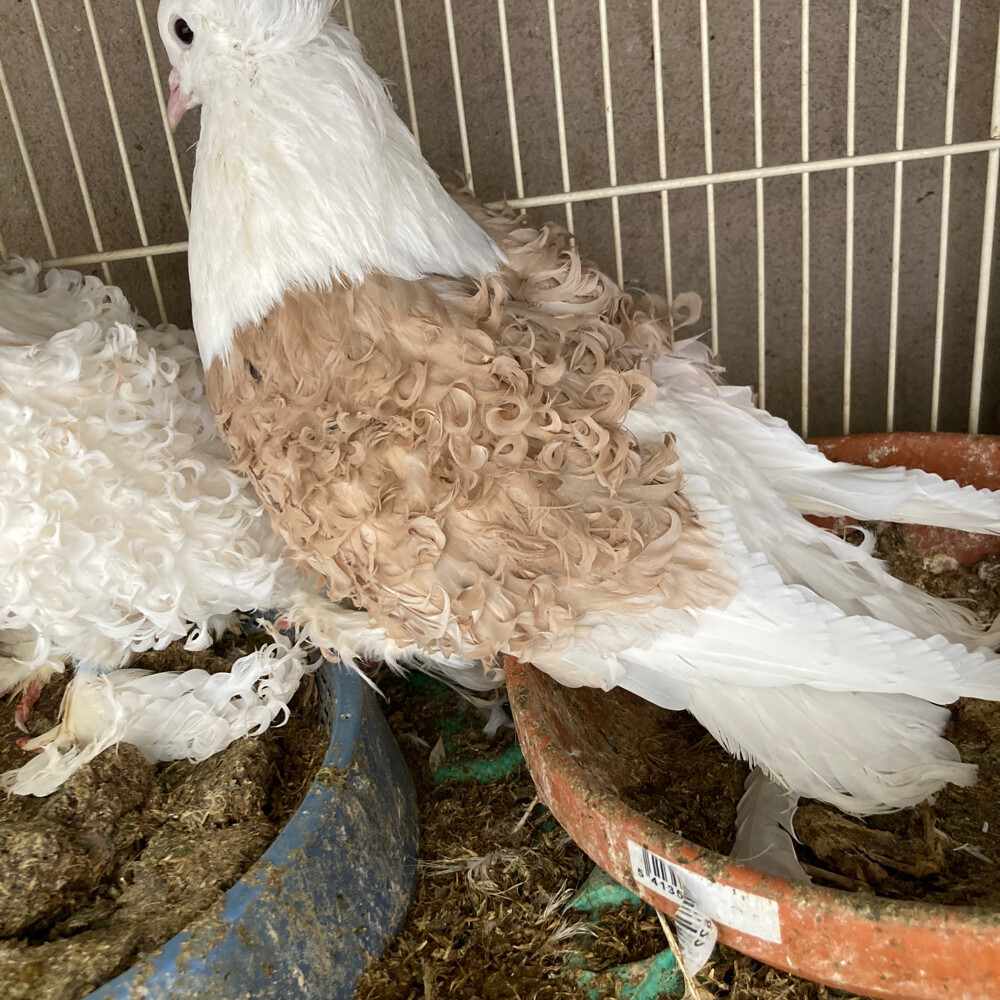 جوز جاكسن  علم  قطر - 3