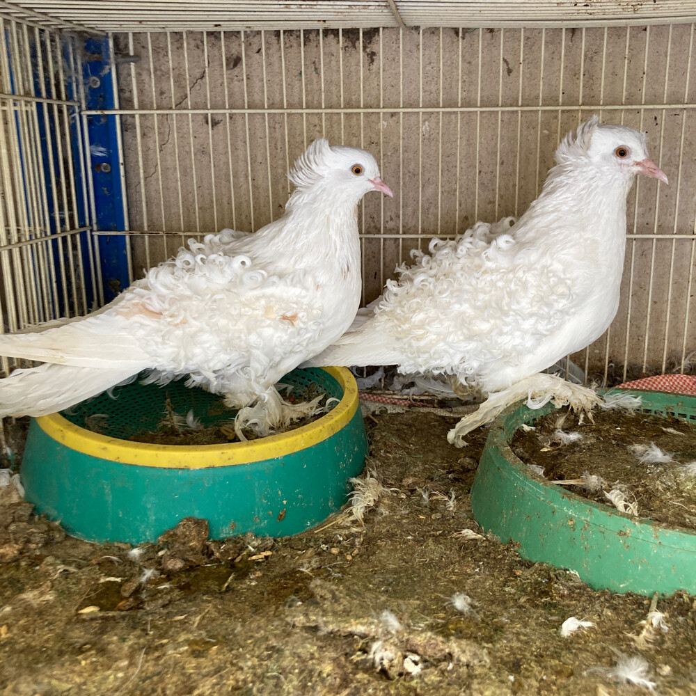 جوز جاكسن  علم  قطر - 1