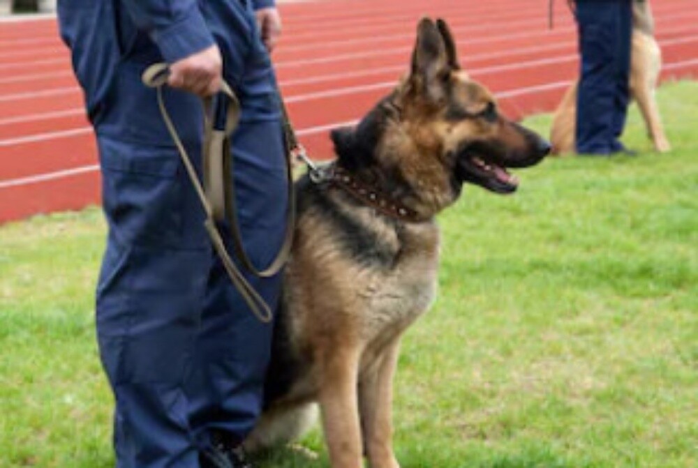 K9 dogs trainer Available - 1