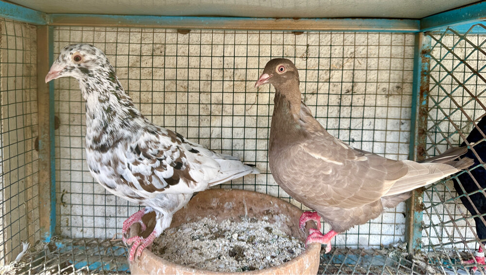 2 Zajel almond pairs - 4