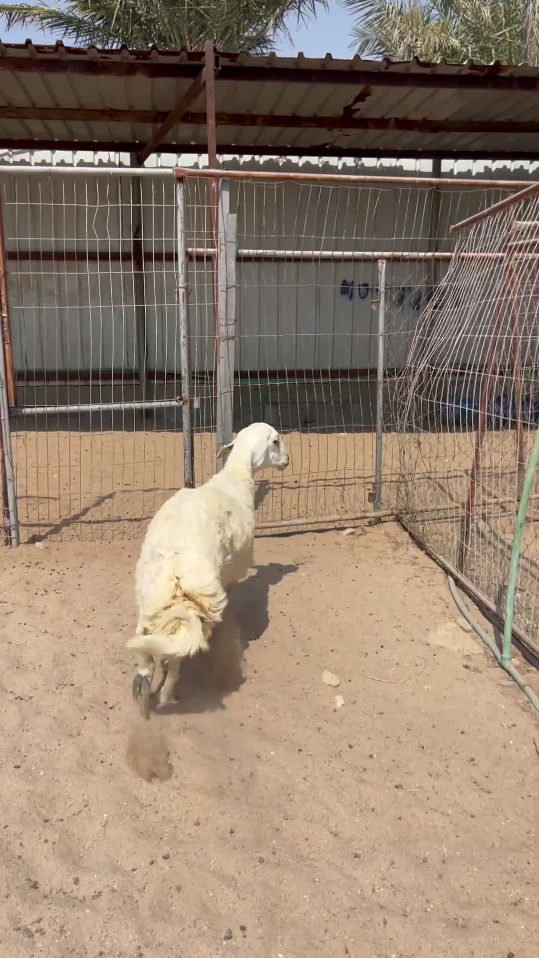 جذع حبصي فل  - 1