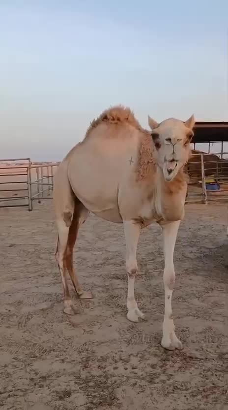 للبيع مدني - 1