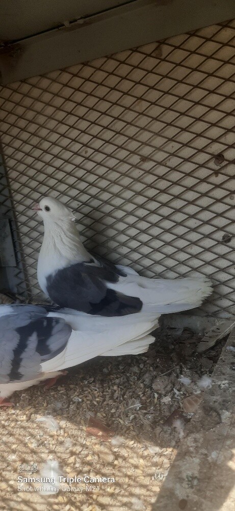 irani pigeon pair 100 - 3