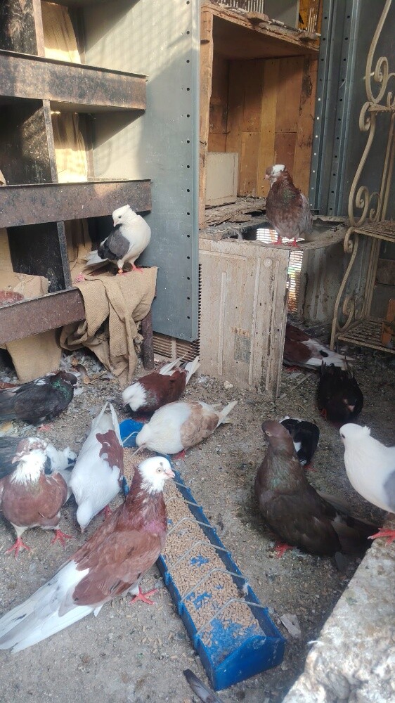 irani pigeon pair 100 - 4