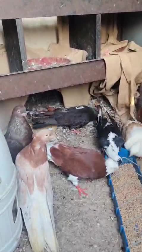irani pigeon pair 100 - 5
