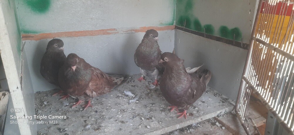 irani pigeon pair 100 - 2