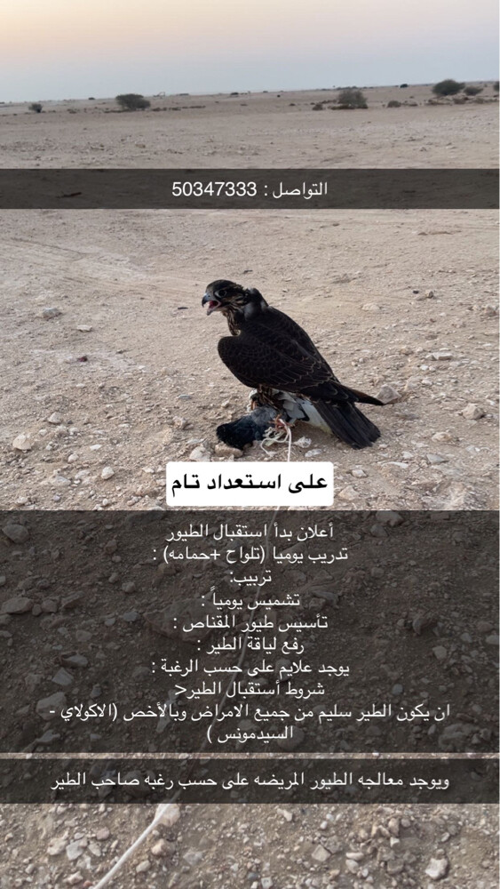 تجهيز طيور - 1