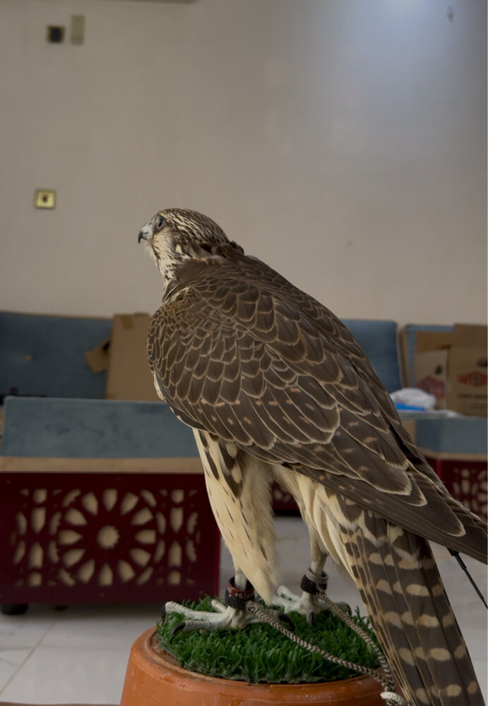 جير تبع ، سبق فارط  - 3